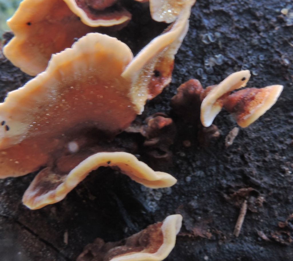 Stereum o condrostereum